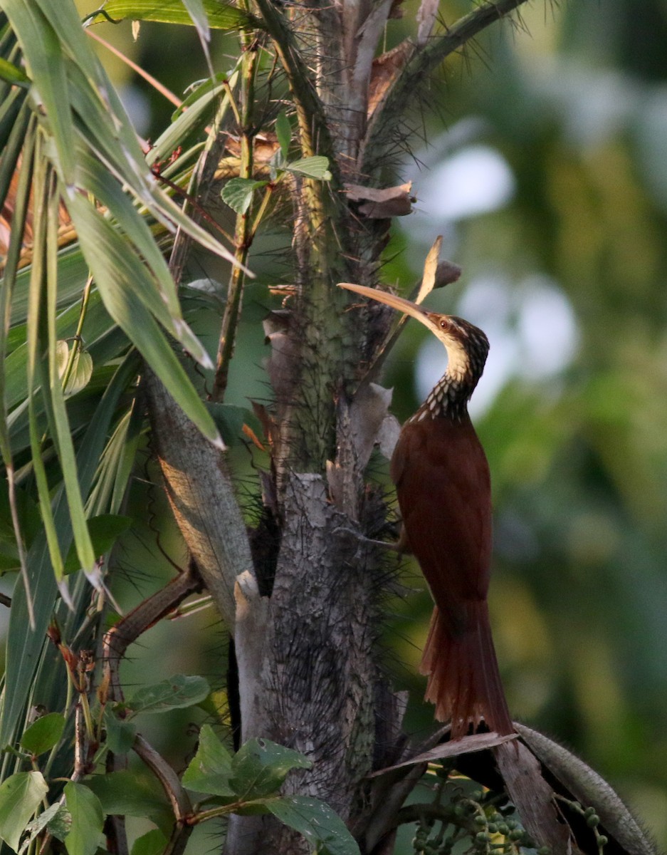 Long-billed Woodcreeper - ML26097861