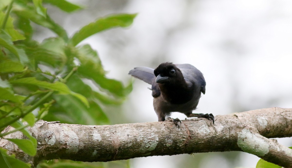 Violaceous Jay - ML26097981