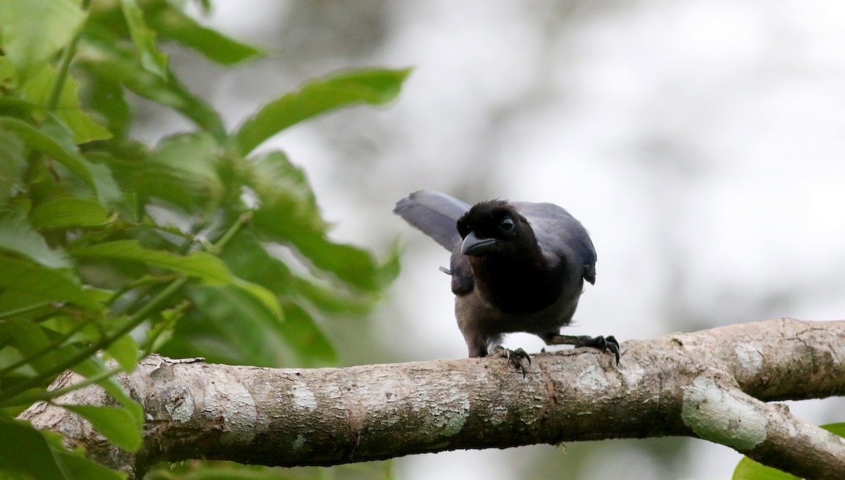 Violaceous Jay - Jay McGowan