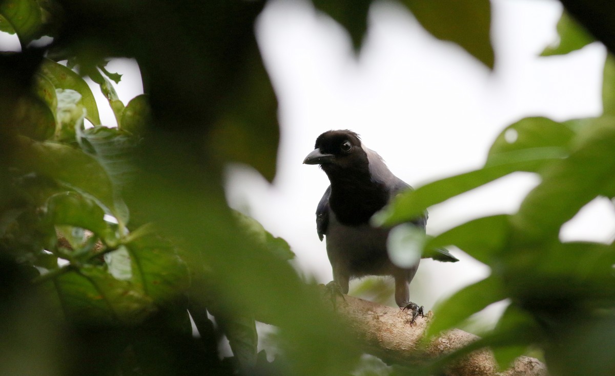 Violaceous Jay - ML26098011