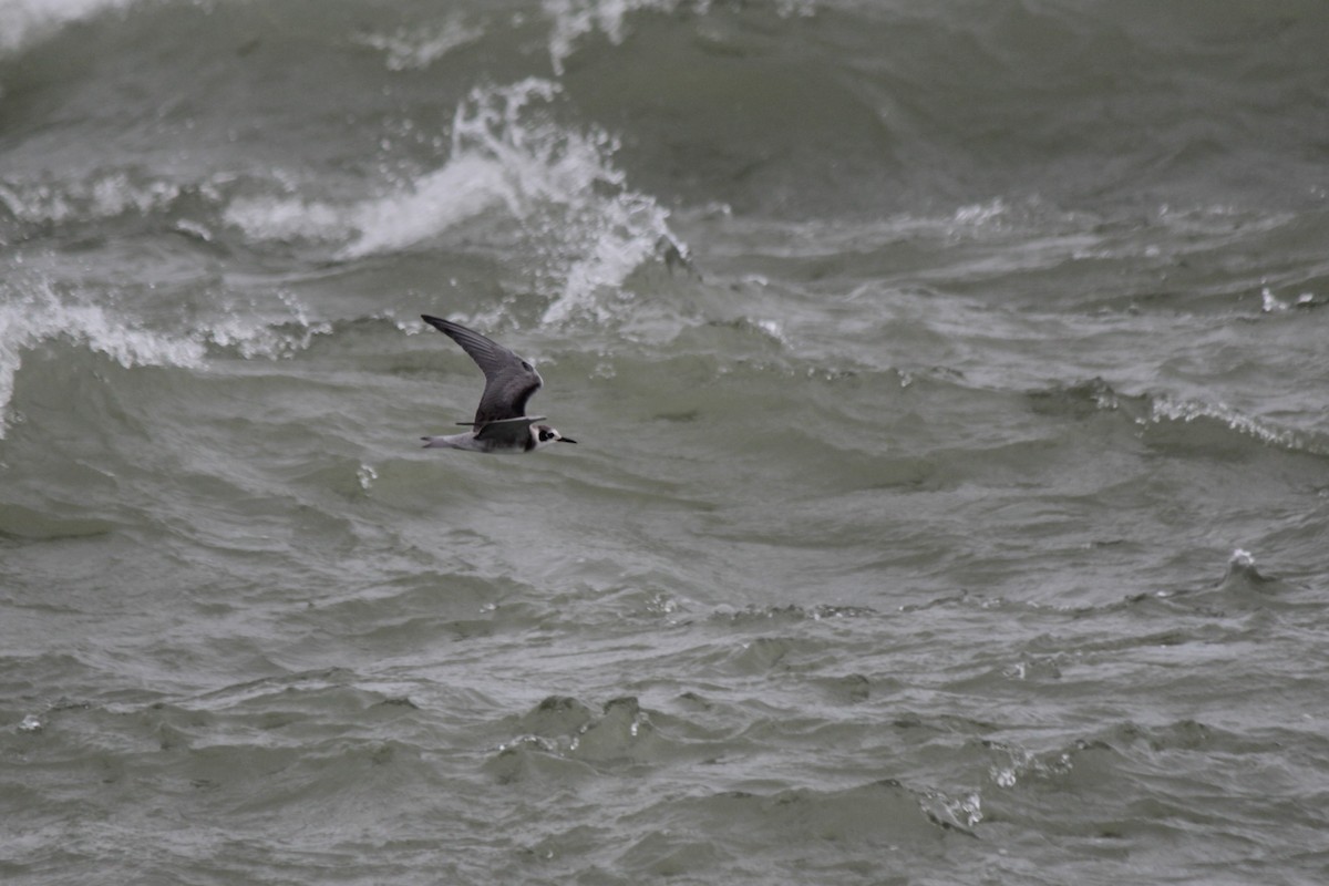 Black Tern - Debbie Wright