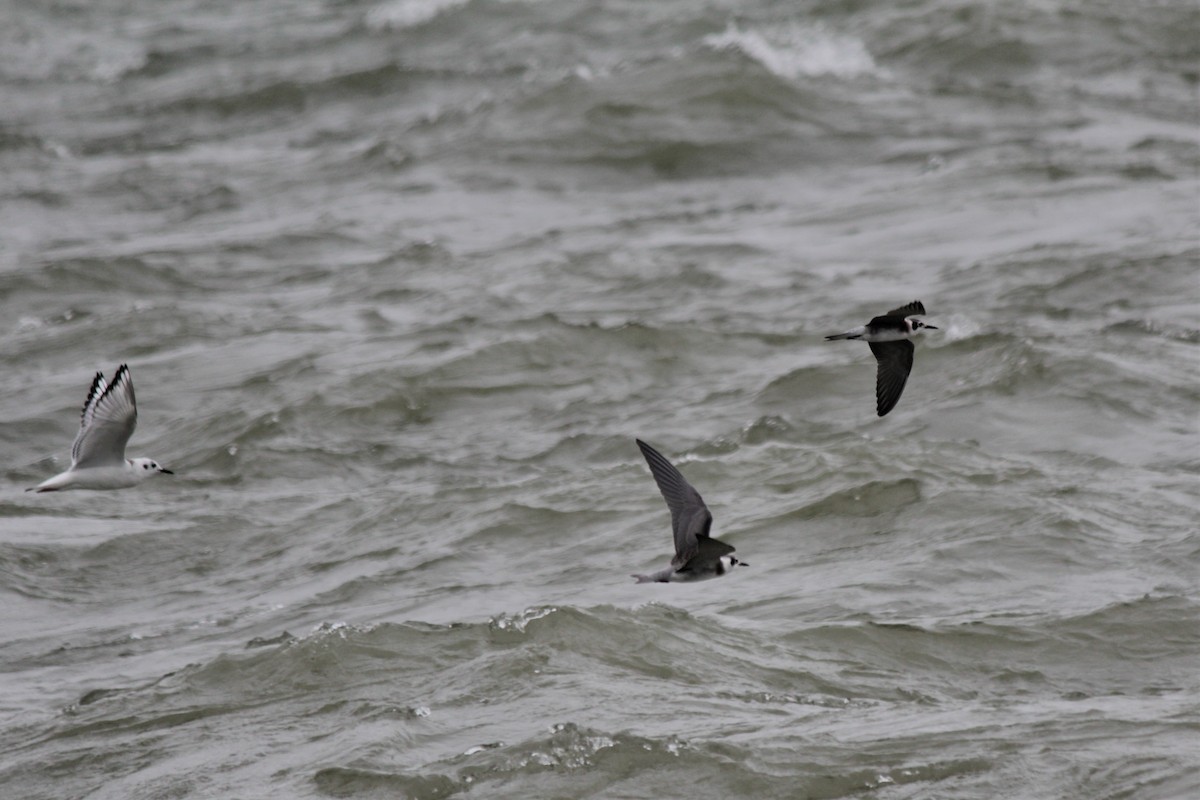 Black Tern - Debbie Wright
