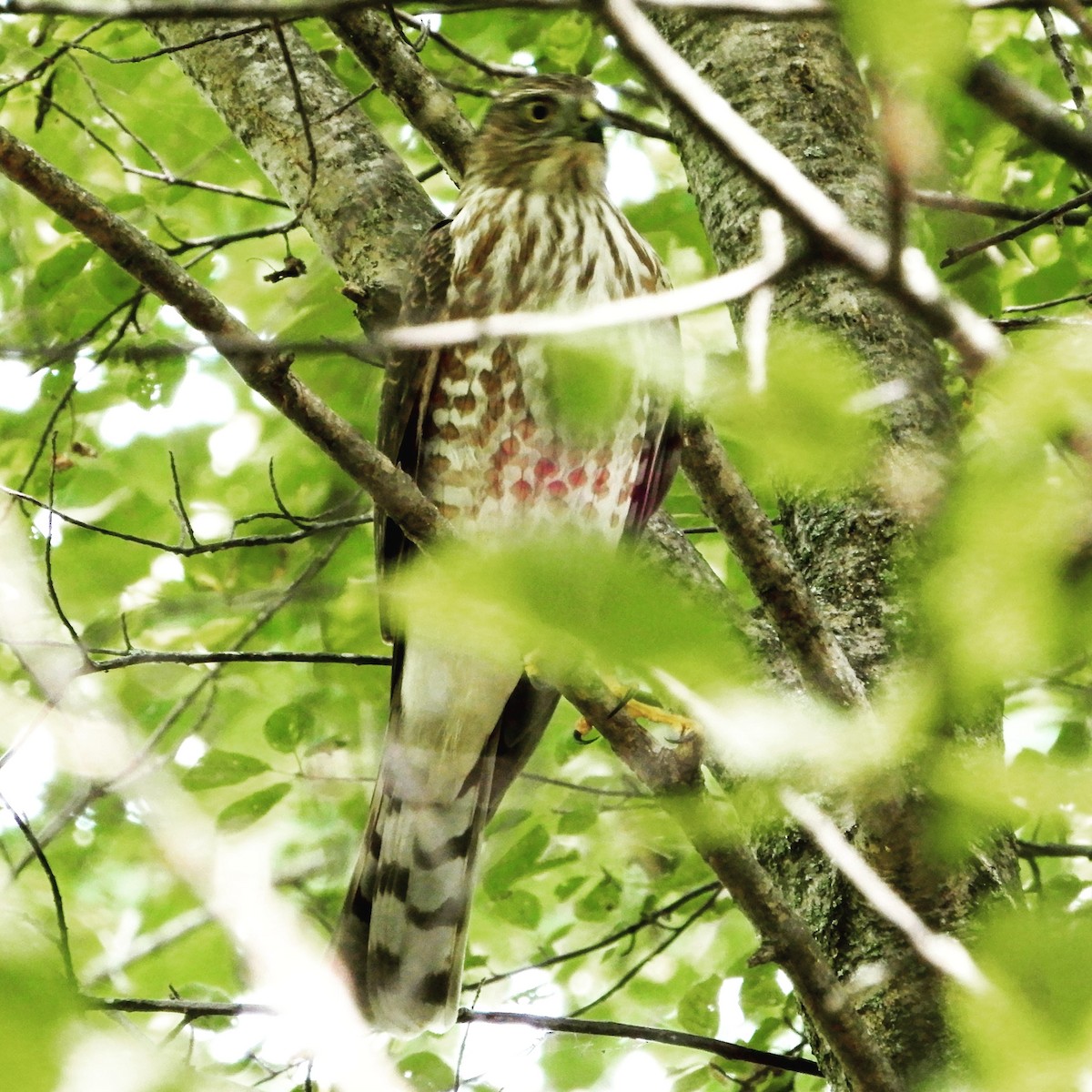 Sharp-shinned Hawk (Northern) - ML260980551