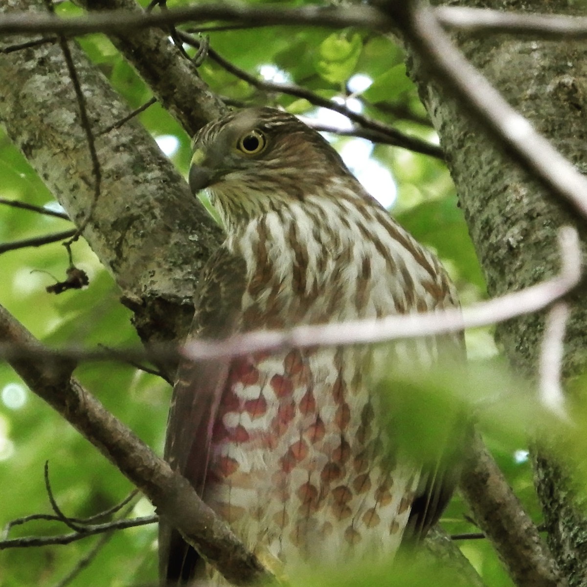 Sharp-shinned Hawk (Northern) - ML260980581