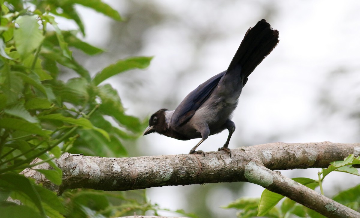 Violaceous Jay - ML26098061