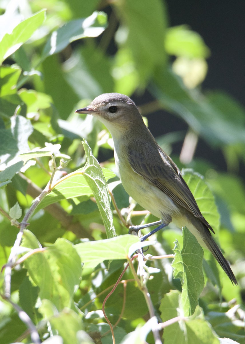 Ötücü Vireo - ML260981541