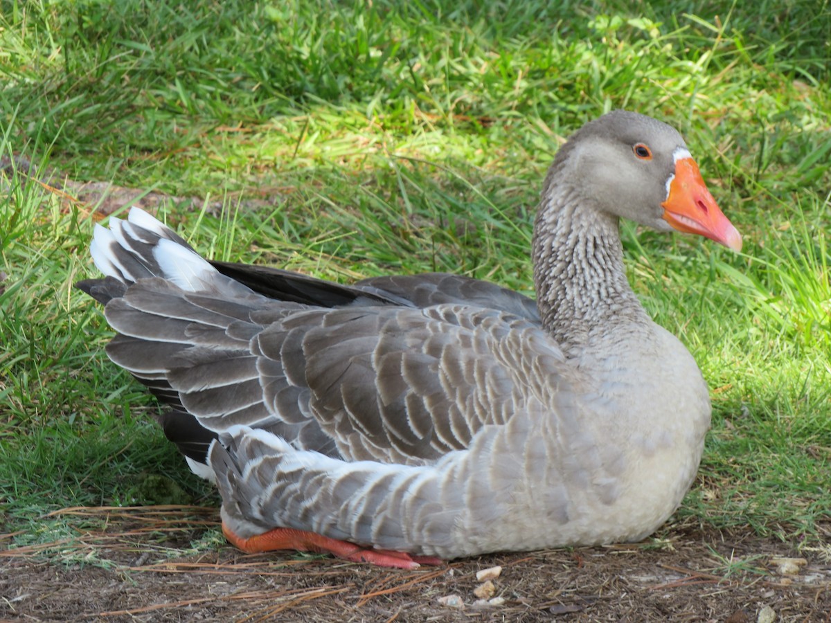 Graylag Goose (Domestic type) - ML260982321