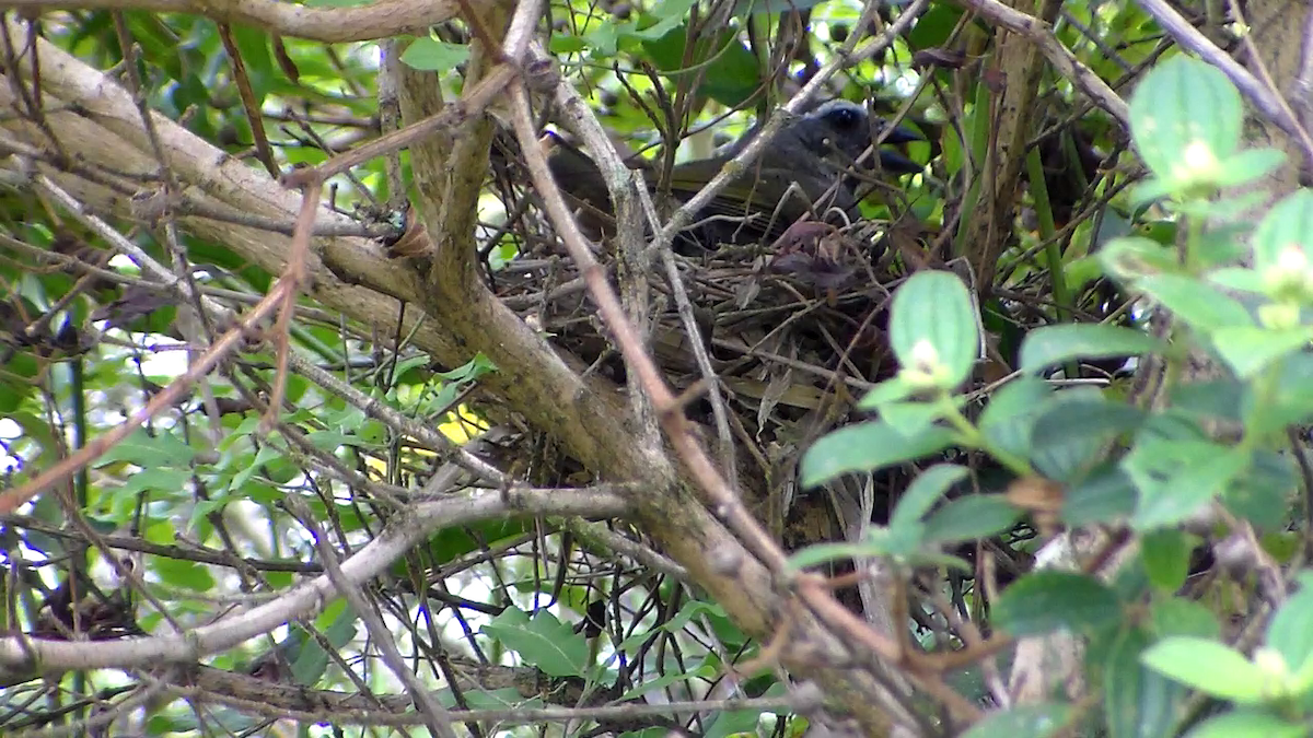 Green-winged Saltator - Carlos Otávio Gussoni