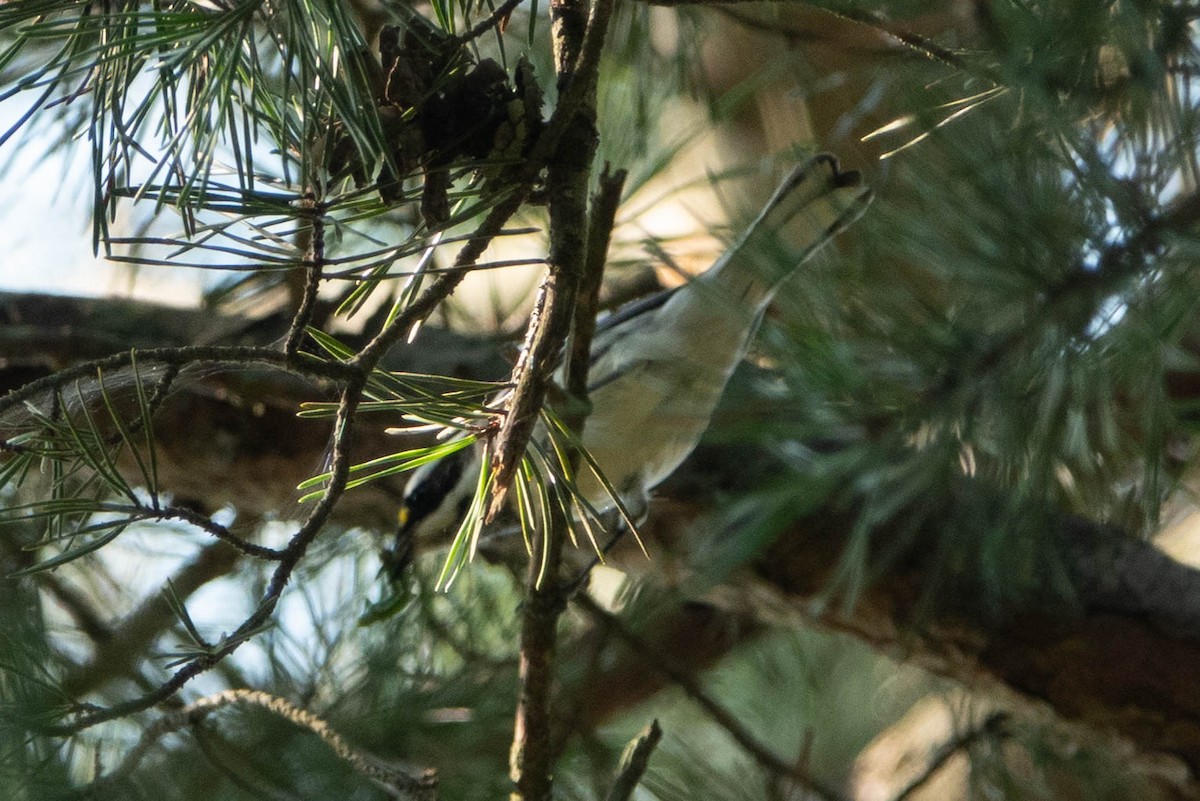 Black-throated Gray Warbler - ML260982951