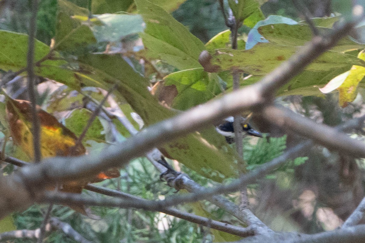 Black-throated Gray Warbler - ML260982961