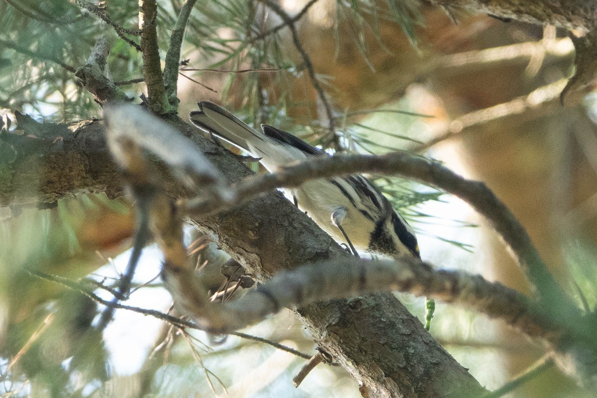 Black-throated Gray Warbler - ML260982971