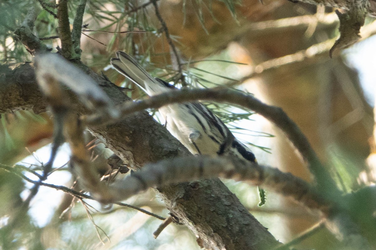 Black-throated Gray Warbler - ML260982981