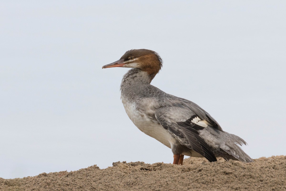 Common Merganser - ML260983581