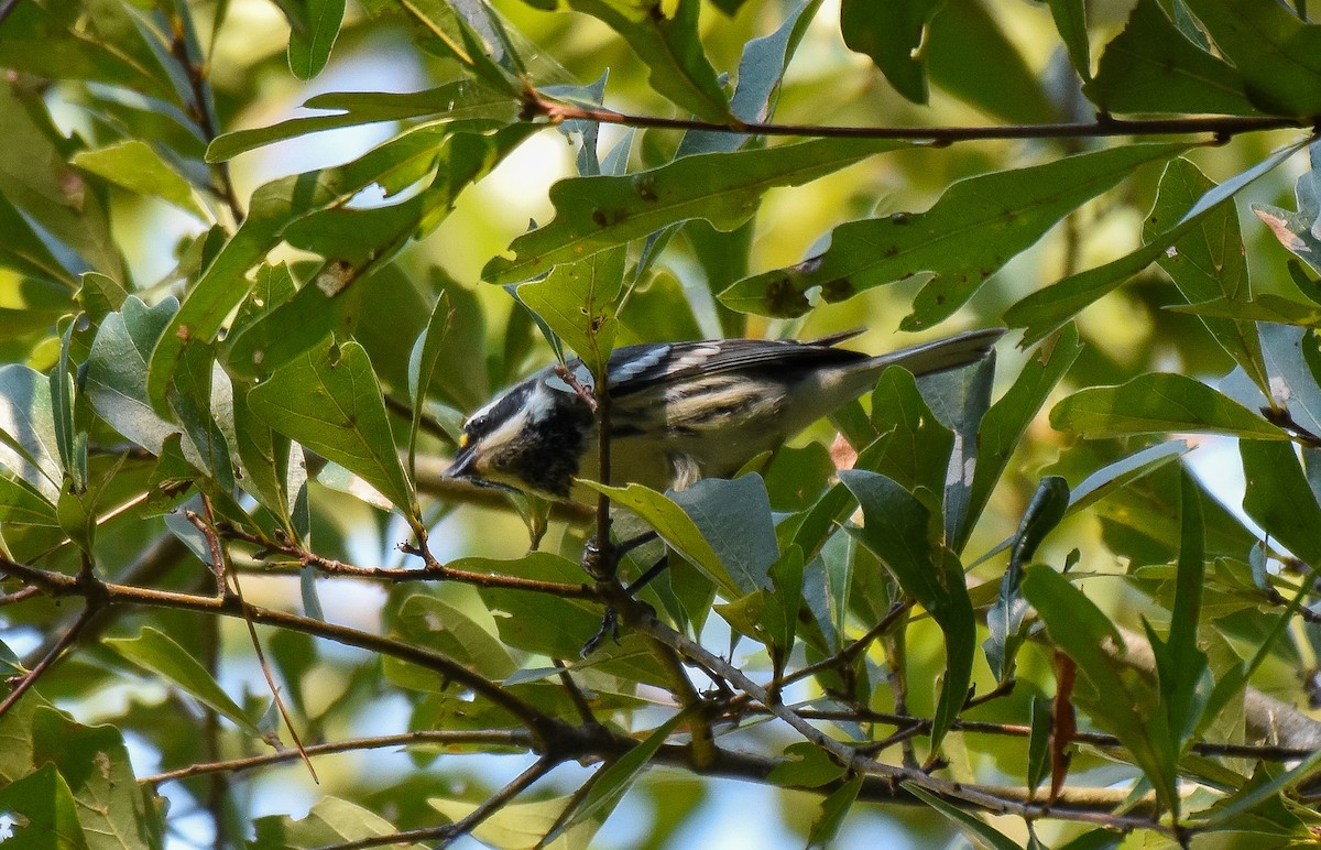 Black-throated Gray Warbler - ML260984741