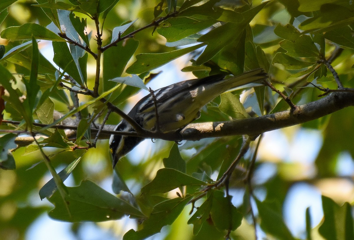 Black-throated Gray Warbler - ML260984751