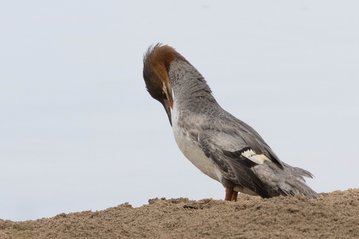 Common Merganser - ML260984921