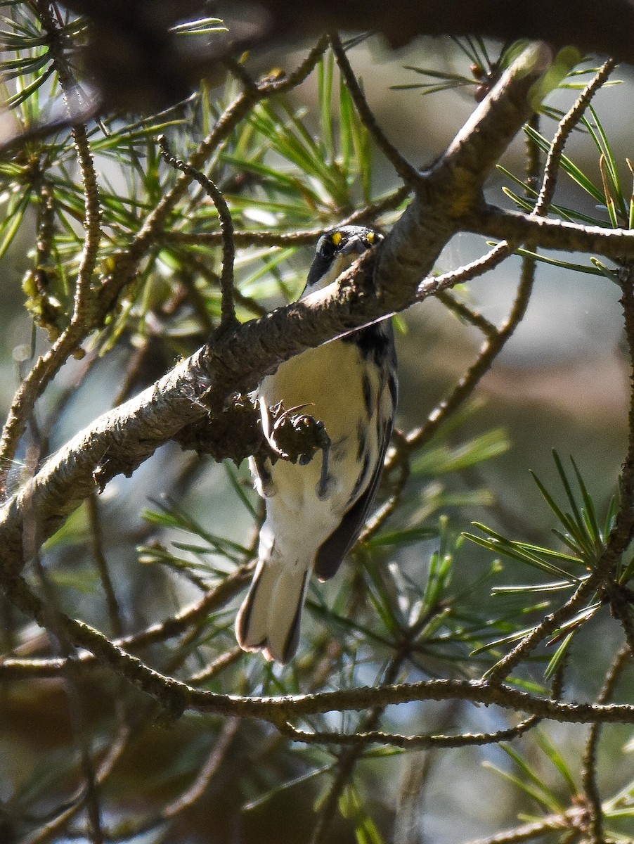 Black-throated Gray Warbler - ML260985401