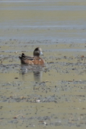 Canard d'Amérique - ML260985491