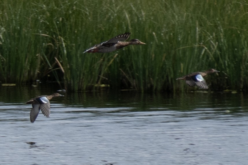 Canard colvert - ML260985571