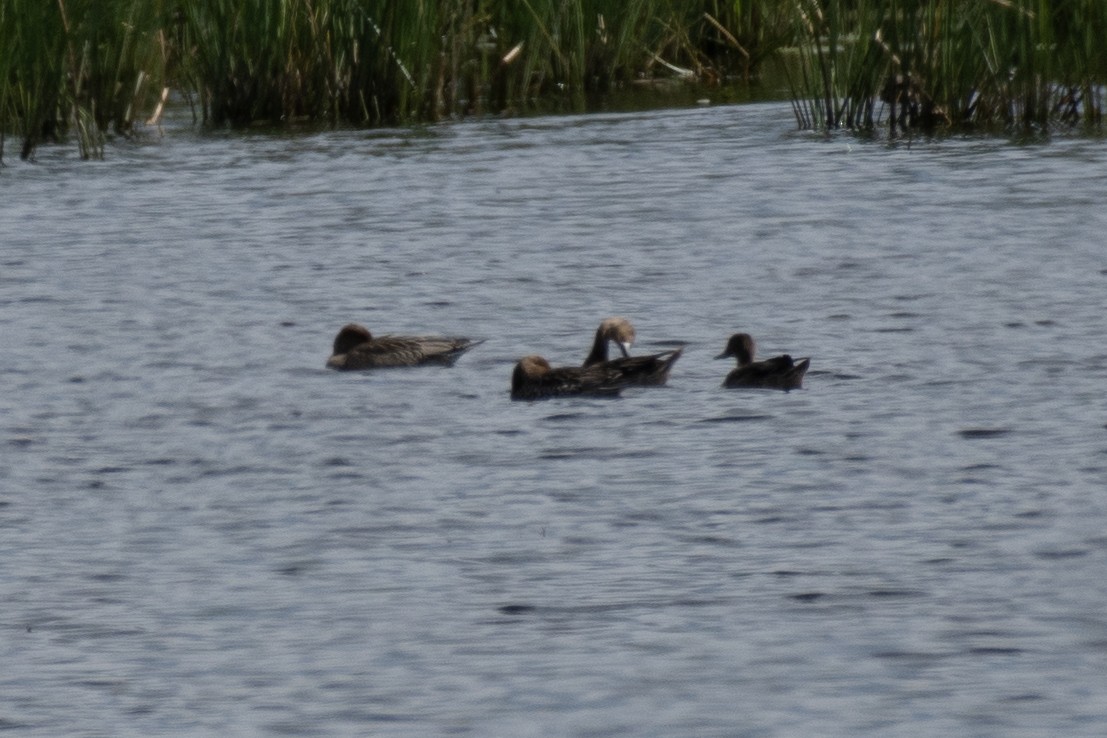 Northern Pintail - ML260985641