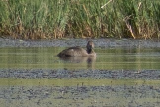 Murgilaria sp. - ML260985681