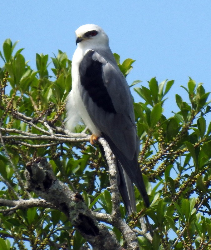 White-tailed Kite - ML260985831