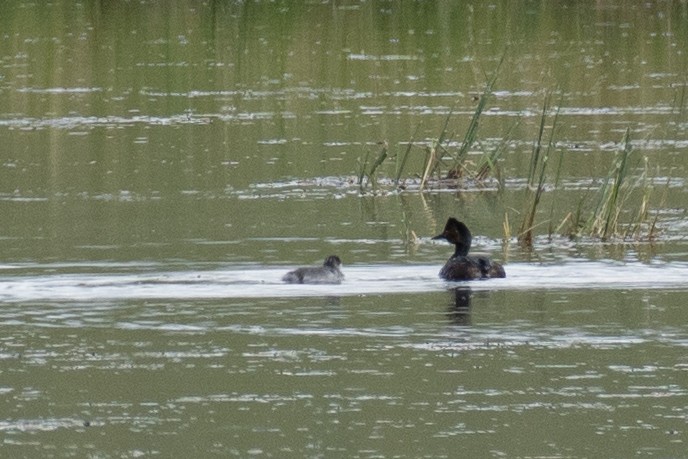 Eared Grebe - ML260985871