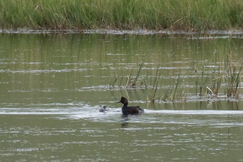 Eared Grebe - ML260985881