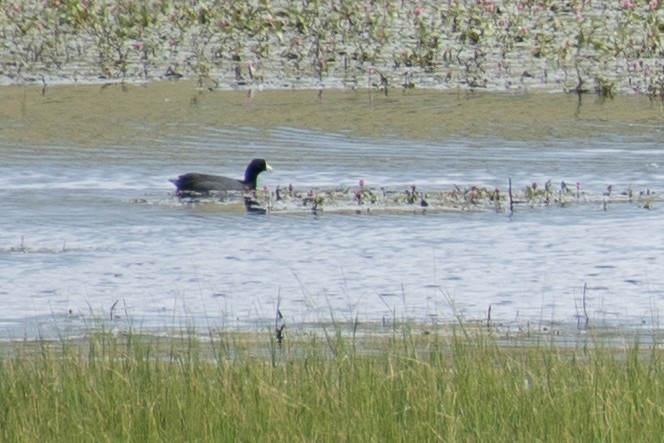 American Coot - ML260985961