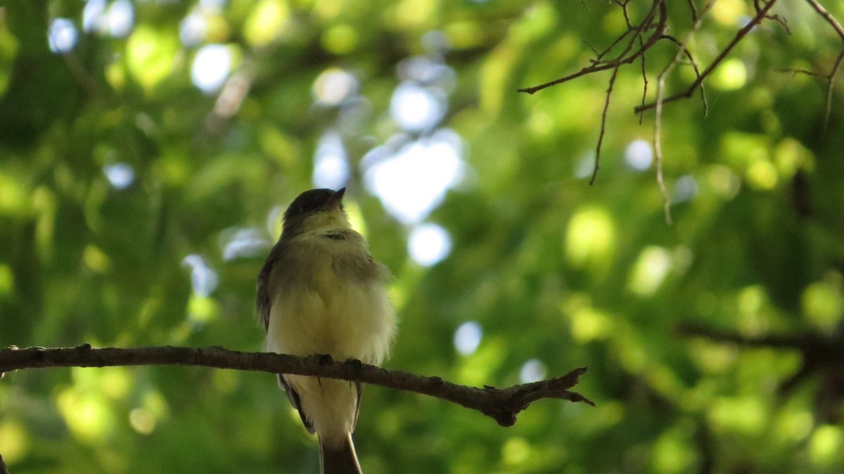 Eastern Phoebe - ML260985971