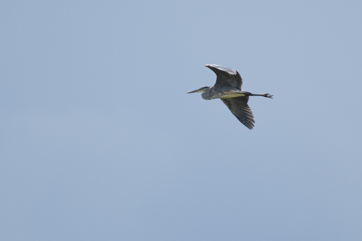 Great Blue Heron - ML260986021
