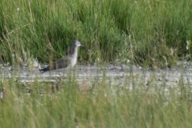 Greater Yellowlegs - ML260986051