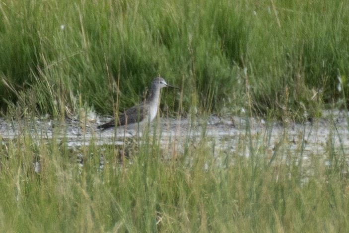 Greater Yellowlegs - ML260986061