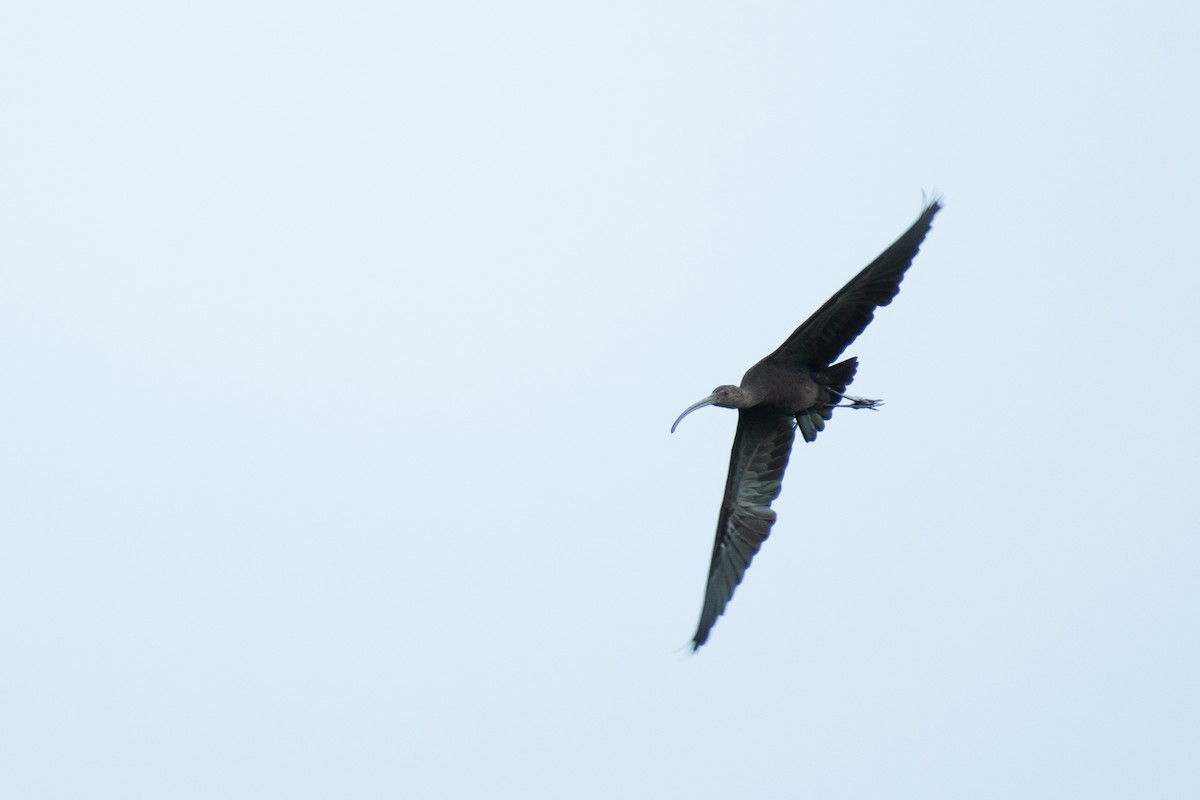 White-faced Ibis - ML260986161