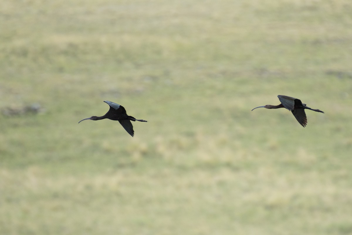 White-faced Ibis - ML260986171