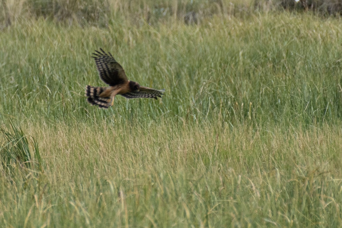 Northern Harrier - ML260986191