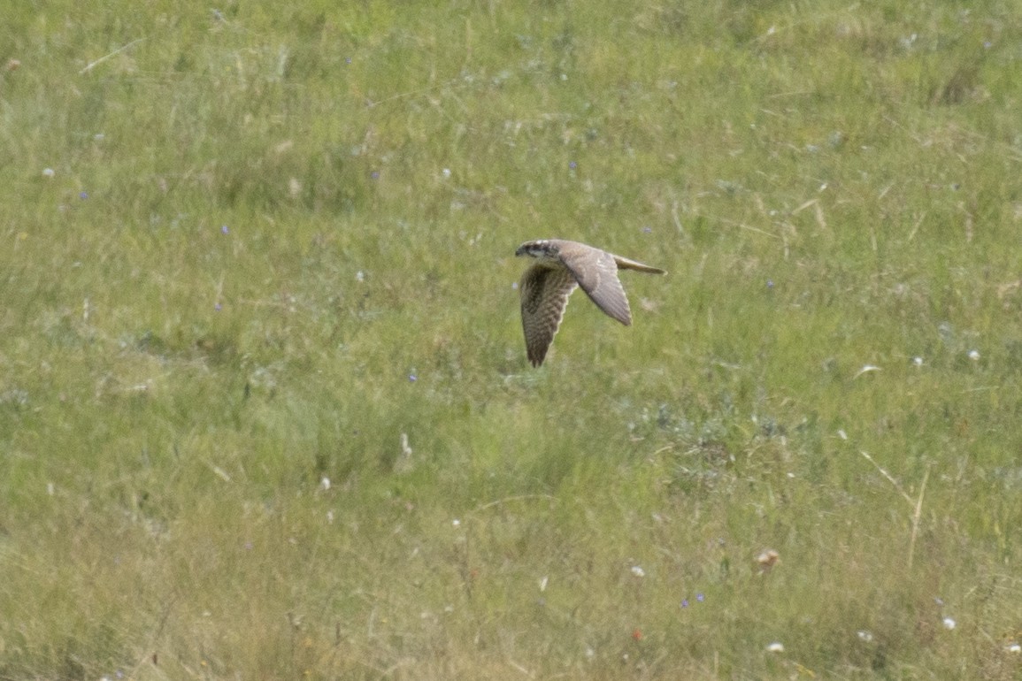 Prairie Falcon - ML260986241