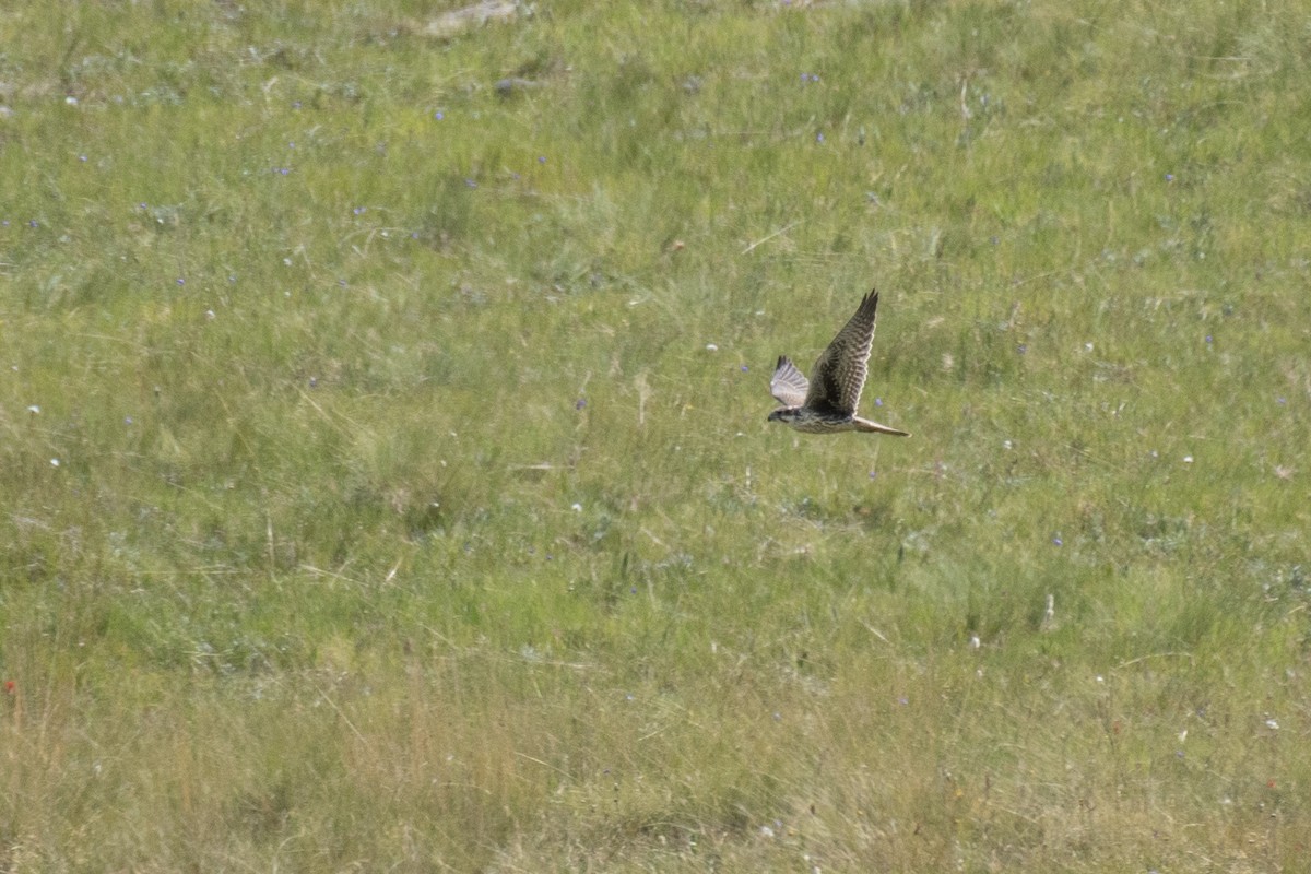 Prairie Falcon - ML260986271