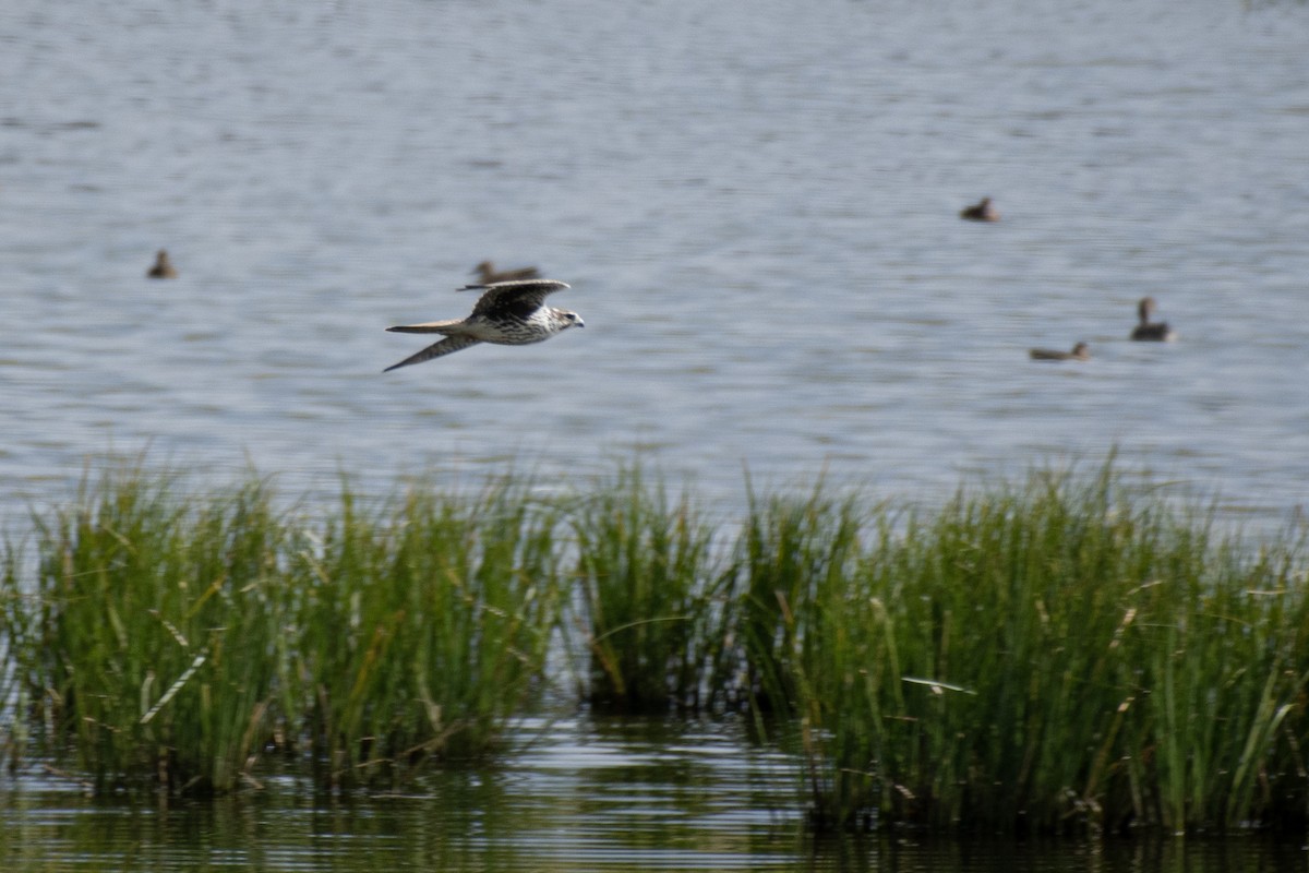 Prairie Falcon - ML260986281