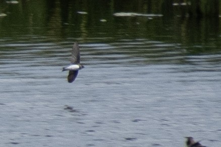 Bank Swallow - ML260986301