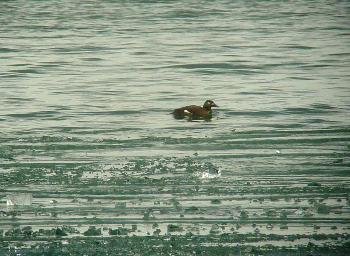 White-winged Scoter - Daniel Casey