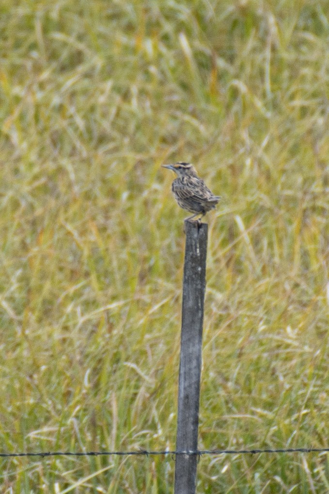 Western Meadowlark - ML260986441