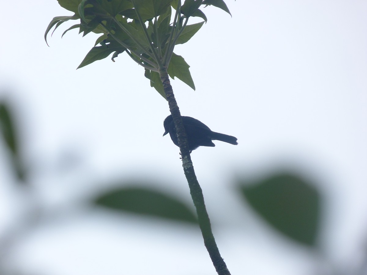 Venezuelan Flowerpiercer - ML260987671