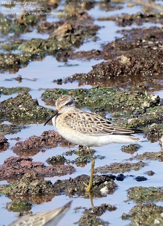 Stilt Sandpiper - Henry Detwiler