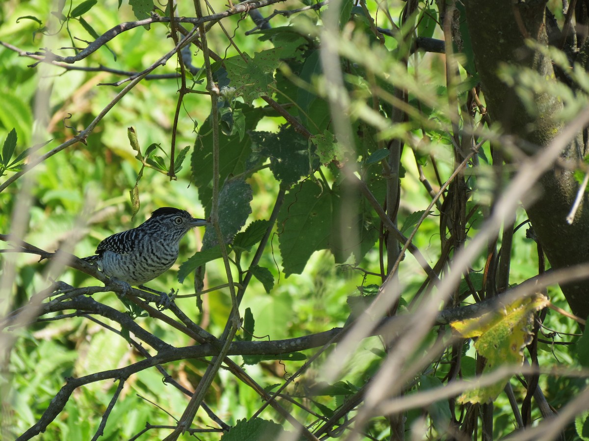 Barred Antshrike - adriana centeno