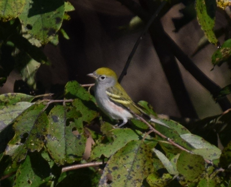 Chestnut-sided Warbler - ML260992491