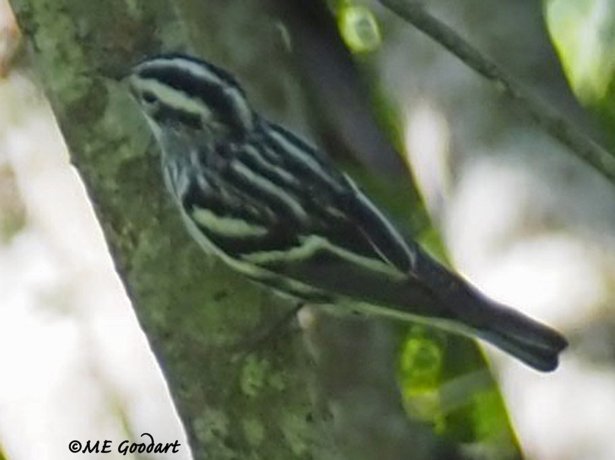 Black-and-white Warbler - ML260993031