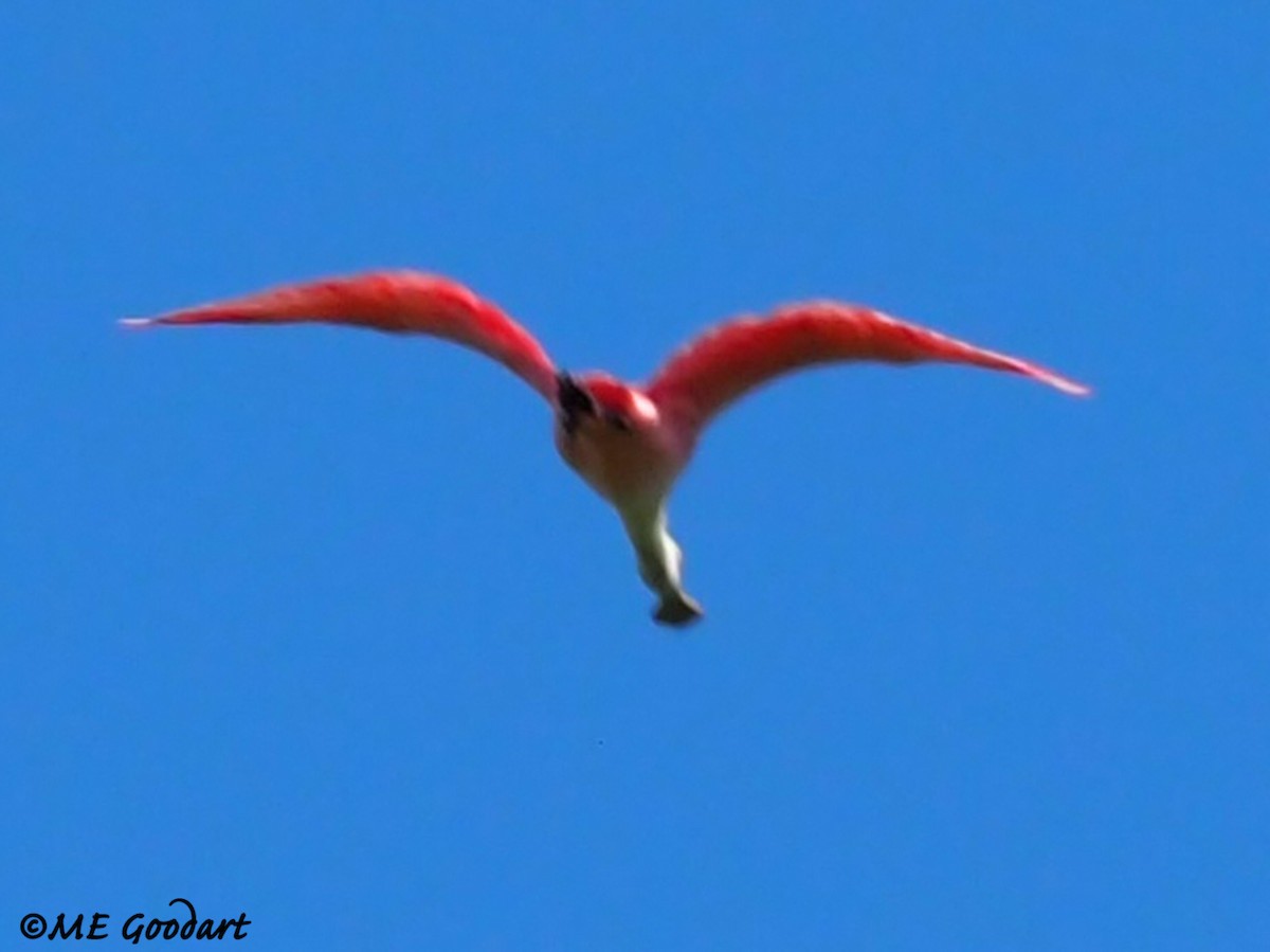 Roseate Spoonbill - ML260993101