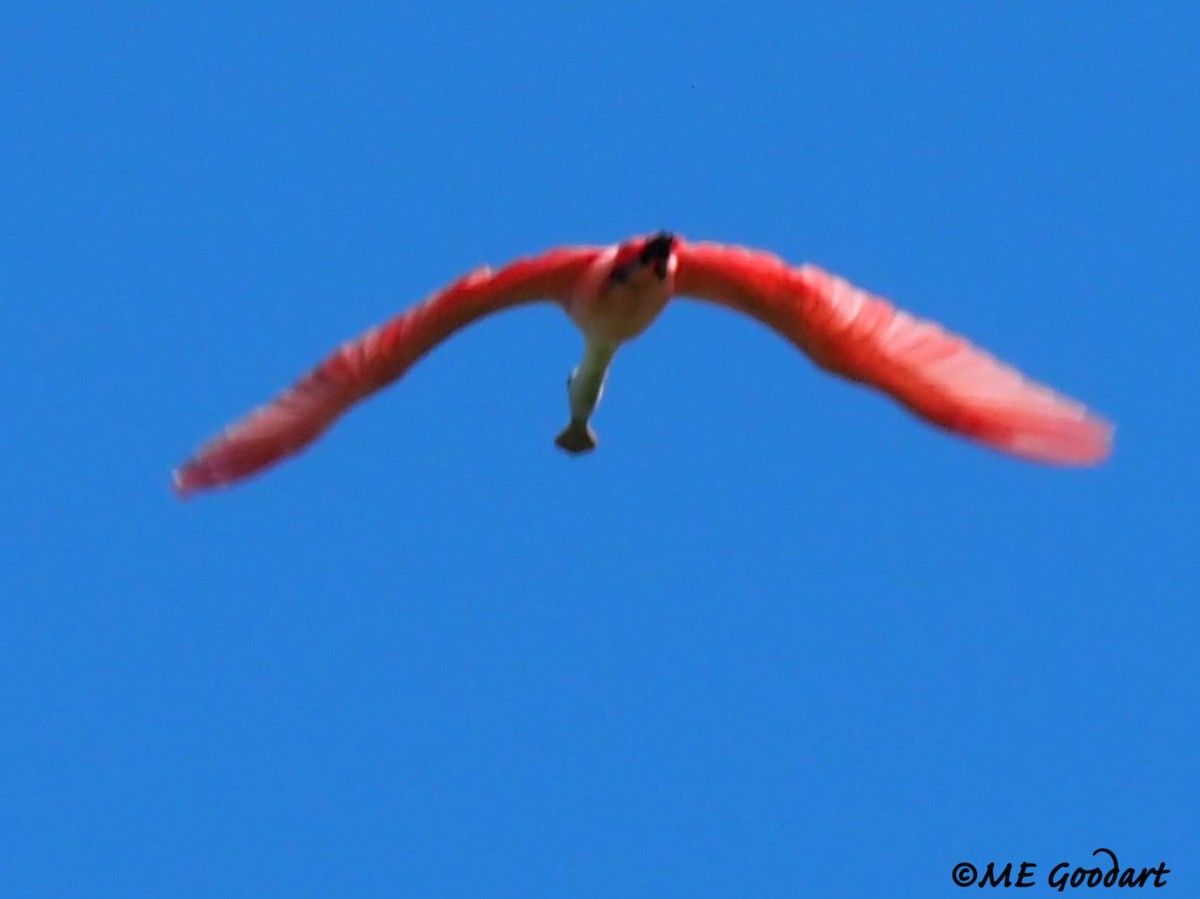 Roseate Spoonbill - ML260993111