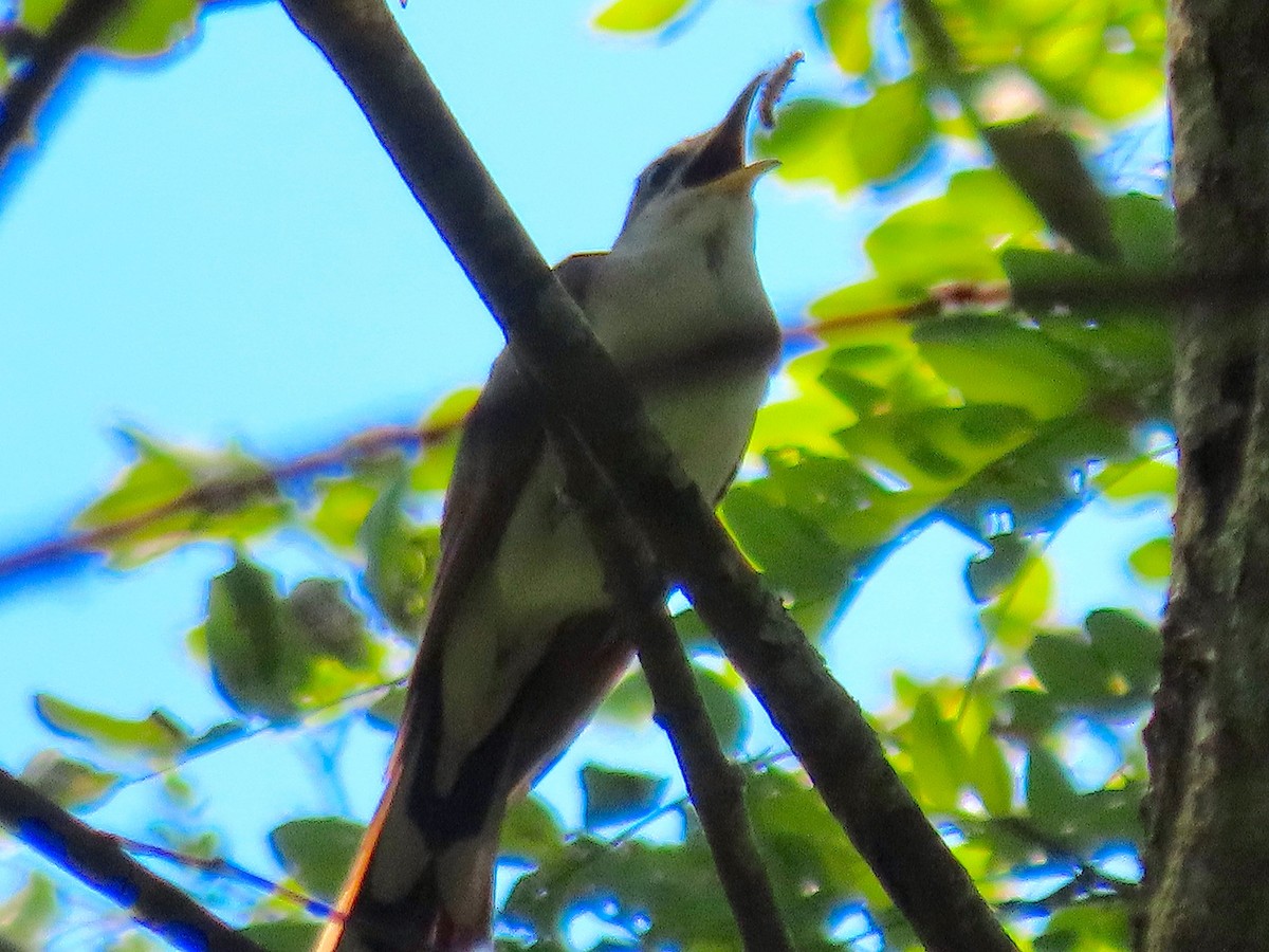 Yellow-billed Cuckoo - Kisa Weeman